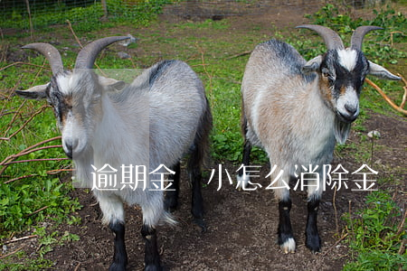 逾期金額小怎么消除(金額小的逾期可以消除嗎?)