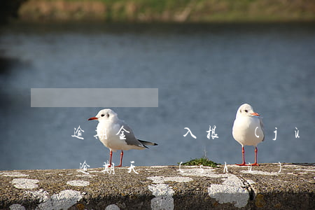逾期金額計入(根據(jù)實際逾期金額和逾期天數(shù))