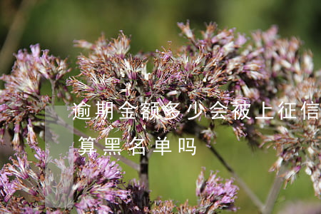 逾期金额多少会被上征信黑名单-征信逾期算黑名单吗