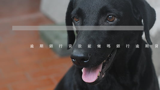 逾期銀行貸款能做嗎(銀行逾期貸款處理方式)