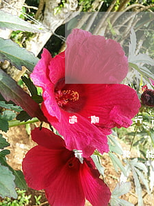 逾期銀行貸款能過(guò)橋貸嗎（逾期銀行貸款能過(guò)橋）