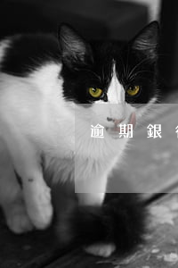 逾期銀行起訴惡意透支(被銀行起訴惡意透支)