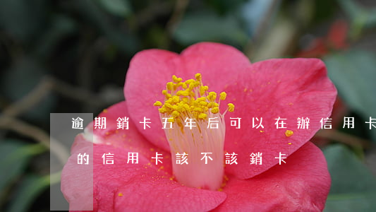 逾期銷卡五年后可以在辦信用卡嗎(有過逾期的信用卡該不該銷卡)