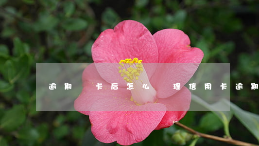 逾期鎖卡后怎么處理（信用卡逾期解鎖后）