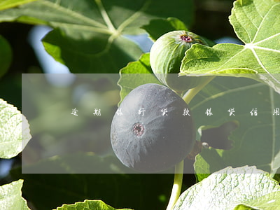逾期银行贷款（银贷信用卡逾期）