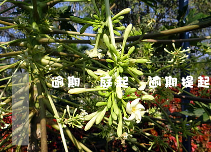 逾期開庭起訴(逾期提起訴訟)