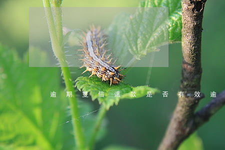 逾期雙倍還款是否有效(逾期多次但是還清了)