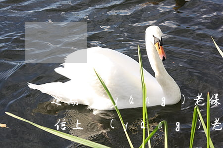 逾期養(yǎng)老保險微信怎么交-微信上養(yǎng)老保險怎么交