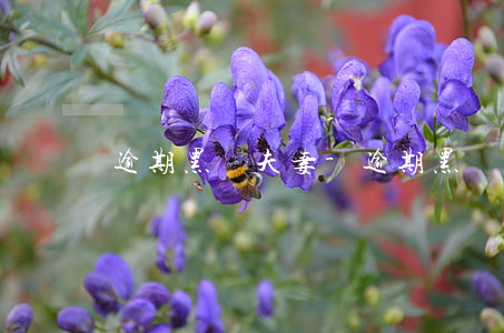 逾期黑戶夫妻-逾期黑戶怎么辦