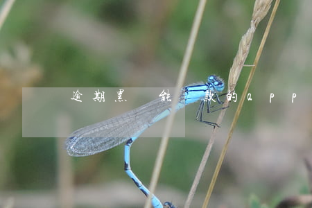 逾期黑戶能貸款的app(逾期黑戶還能貸款嗎)