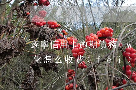 遂寧信用卡逾期債務(wù)優(yōu)化怎么收費(fèi)