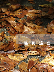 遇到這些網購侵權事件，該如何處理？