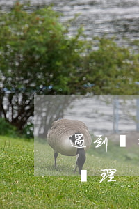 遇到銀行催收怎么處理呢（遇到銀行催收怎么處理）