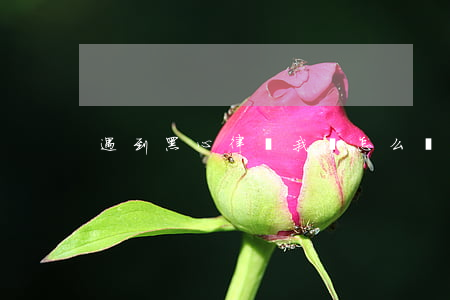 遇到黑心律師我該怎么辦(黑心律師)