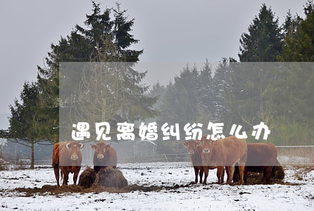 遇见离婚纠纷怎么办
