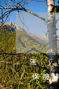 運(yùn)輸合同中“強(qiáng)制保險”條款的認(rèn)定