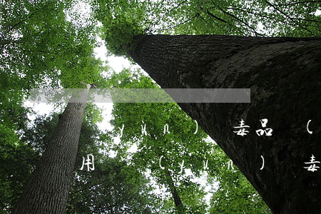 運(yùn)輸毒品請(qǐng)律師有用嗎(運(yùn)輸毒品罪能保釋嗎)