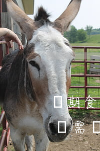 過期食品銷售者依法擔責，網絡平臺依法盡責無需擔責