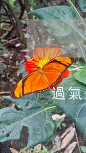 過氣影后離婚