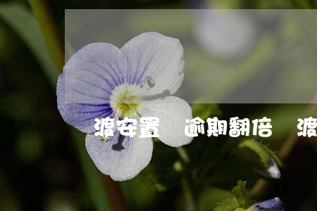 過渡安置費逾期翻倍(過渡安置費逾期怎么補償)
