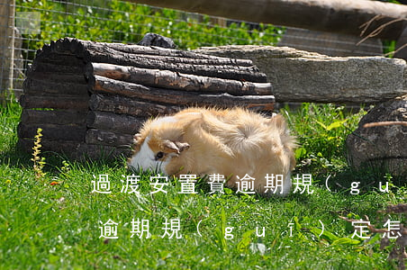 過渡安置費逾期規(guī)定(過渡安置費逾期規(guī)定怎么寫)