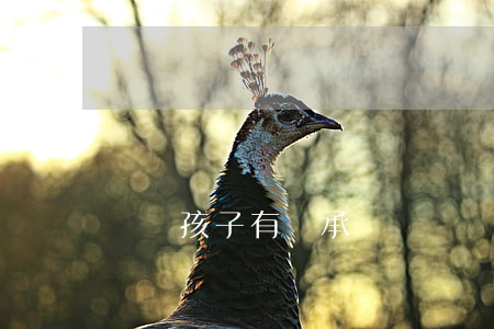 過繼孩子有繼承權嗎(過繼的孩子有繼承權么)