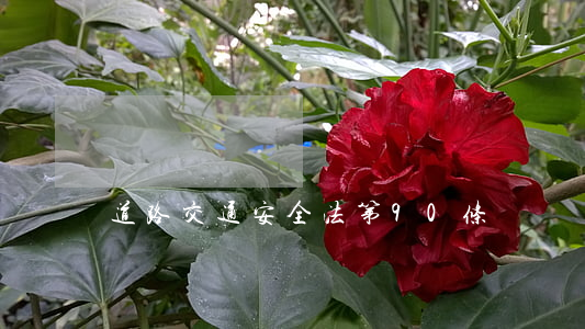 道路交通安全法第90条