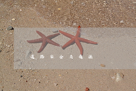 道路安全交通法