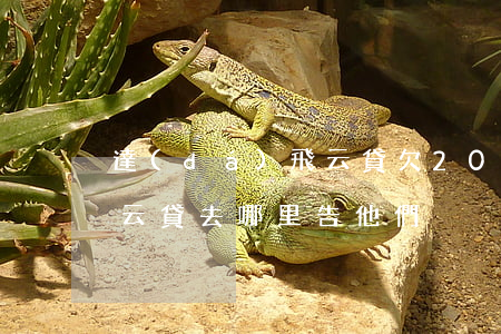 達(dá)飛云貸欠200元(達(dá)飛云貸去哪里告他們?)