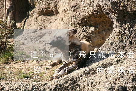達(dá)飛只讓還本金(達(dá)飛金融協(xié)商還本金是真的嗎)
