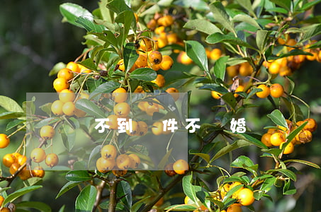 達不到條件不離婚
