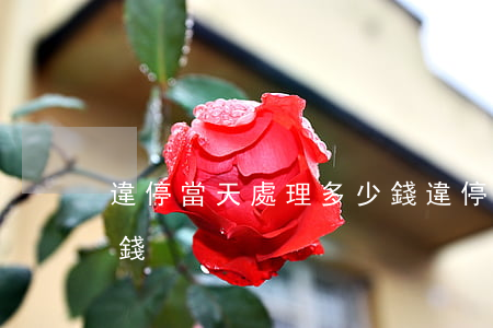 違停當天處理多少錢(違停一年了處理要多少錢)