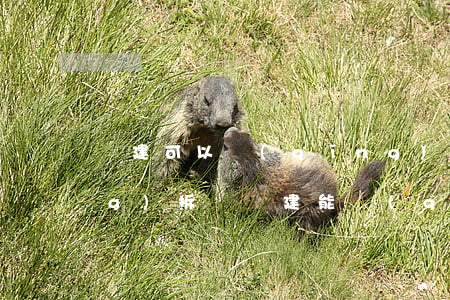 違建可以請(qǐng)法院強(qiáng)拆嗎(違建能強(qiáng)拆嗎)