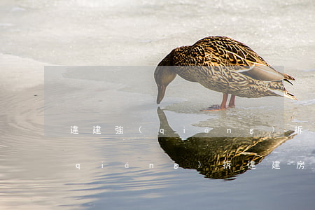 違建強(qiáng)拆房屋有賠償嗎(強(qiáng)拆違建房屋違反什么法律)