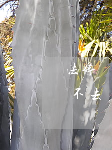違法停車告知單可以不用管嗎(違法停車告知單不去處理可以嗎)