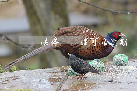 違法停車處理可以逾期嗎(停車逾期罰款)