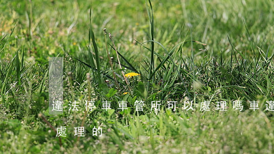 違法停車車管所可以處理嗎(車違法停車怎么處理的)
