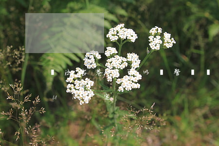 違法占巷子可以報警嗎(違法占路處罰規(guī)定)