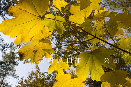 違法可以扣工資嗎(公司處罰扣工資合法嗎)