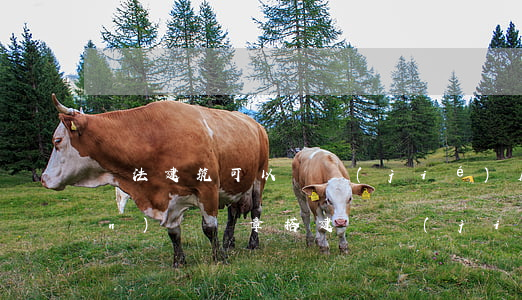 違法建筑可以凍結(jié)房產(chǎn)嗎(違章搭建凍結(jié)房產(chǎn)證)