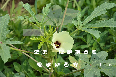 違法未處理逾期西安檢車(chē) 違法未處理逾期西安檢車(chē)