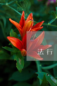 違法行為不去處理可以嗎(違法不犯法)