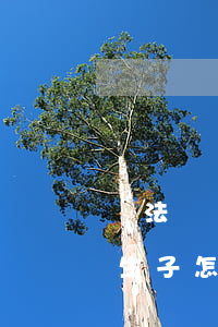 違法計劃生育可以申請上海戶口嗎(上海未婚生子怎么上戶口新政策)