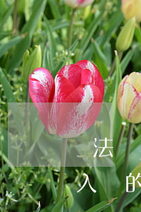 違法計劃生育的可以入黨嗎(違反計劃生育后入黨的黨員怎么處理)