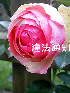 違法通知書逾期(逾期下發(fā)通知書)