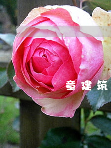 違章建筑拆除(違章建筑拆除流程)