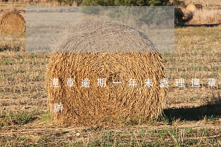 違章逾期一年未處理（違章逾期2年沒交怎么辦）