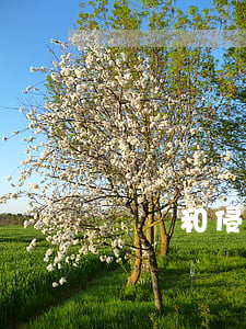 違約和侵權(quán)可以合并審理嗎