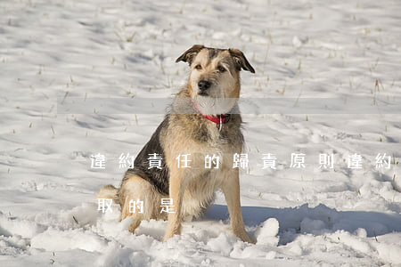 違約責任的歸責原則(違約責任的歸責原則采取的是)