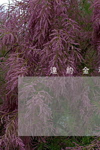 違約金和逾期還款利息(逾期利息與違約金)